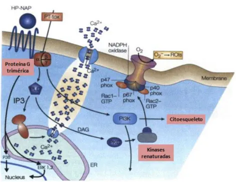 Figura 2.3. Diagrama dos eventos intracelulares envolvidos na ativação dos leucócitos pela NAP