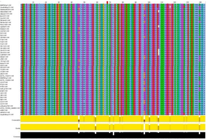 Figura 3.1. Alinhamento das 51 sequências proteicas do gene da NAP, a sequência consenso obtida e a 