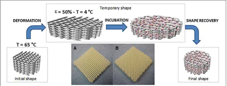 FIGURE 8 | Schematic draw showing the working principles behind 4D scaffolds. By exploiting shape memory polymers (SMP), a polyurethane SMP additive manufactured scaffold is brought to 65 ◦ C where a temporary shape is imparted by applying 50% strain and f