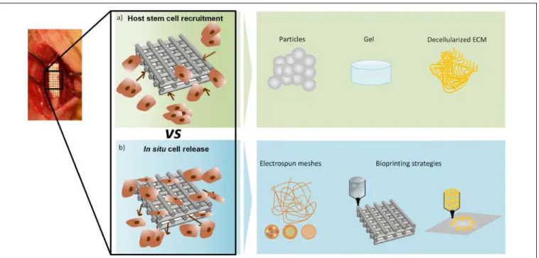 FIGURE 1 | In situ regeneration approaches. (a) Host stem cell recruitment- biostructures (particles, gel or decellularized ECM) recruit cells from the surrounding environment; (b) In situ cell release – cells are released from the biostructure to the surr