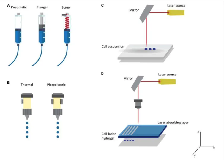 FIGURE 5 | Bioprinting Technologies: (A) Microextrusion with pneumatic, plunger or screw-driven dispensing systems; (B) thermal or piezoelectric inkjet printing;