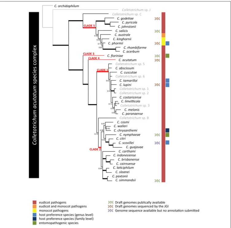 FIGURE 1 | Phylogenetic analysis of the 42 Colletotrichum acutatum species complex strains listed in Supplementary Table S1 based on a multilocus concatenated alignment of the ITS, GAPDH, CHS-1, HIS3, ACT, and TUB2 genes