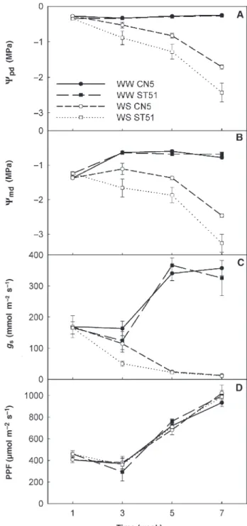 Figure 1. Leaf transpiration rate (E) expressed on a per plant basis (A) and leaf area basis (B) in well-watered (WW) and water-stressed (WS) plants belonging to a drought-tolerant clone (CN5) and a drought-sensitive clone (ST51) of Eucalyptus globulus