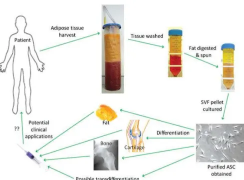 Figure 1.1.1.1 – Process from in vitro to clinical application of ASCs. Abbreviations: ASC, adipose-derived stem cells; 