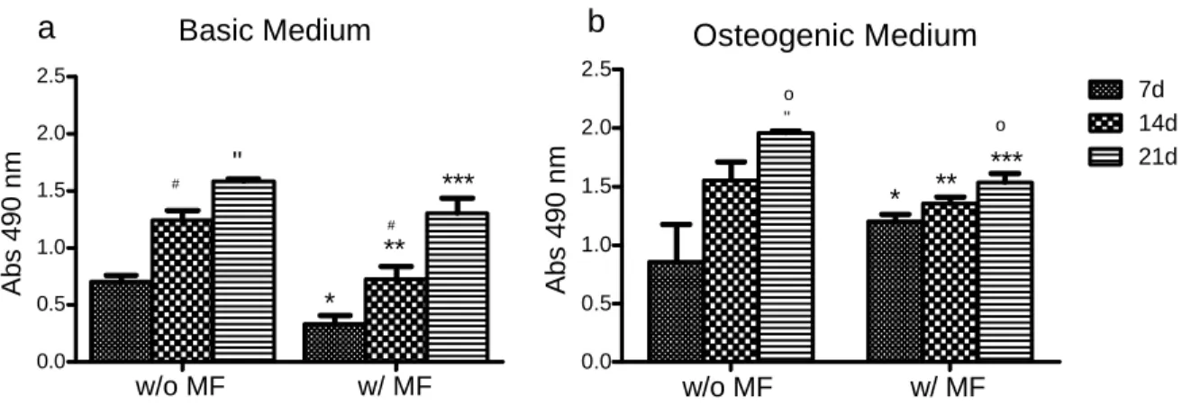 Figure  3.4.1.1:  Viability  of  hASCs  in  the  presence  of  magnetic  nanoparticles  (MNPs)  undergoing  osteogenic  differentiation