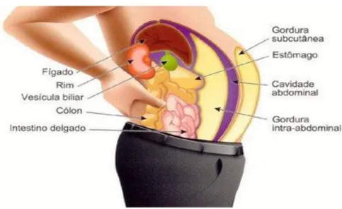 Figura  5-  Localização  anatómica  da  gordura  subcutânea  e  intra-abdominal. 