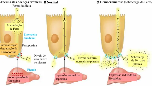 Figura  7-Regulação da homeostase do ferro mediada pela hepcidina.   Adaptado  de: 