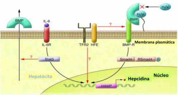 Figura  8-  Regulação  da  transcrição  da  hepcidina  pela  via  BMP/Smad.  Adaptado  de:  De  Domenico et al- Hepcidin regulation:ironing out the details