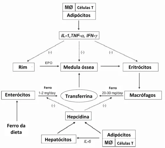 Figura  9-  Efeito  da  inflamação  crónica  no  metabolismo  do  ferro  em  doentes  obesos