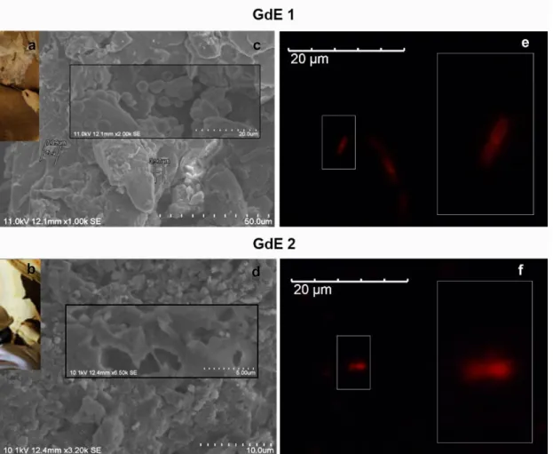 Fig. 3 Analysis of rock microfragments GdE 1 and GdE from Escoural Cave (a, b),  by: i) SEM micrographs (c,d) and ii) the dual staining RNA-FISH protocol developed in  this work, using the EUB338-Cy3/EUK516-6-FAM mix- (e, f);  