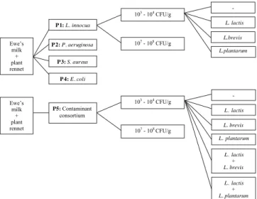 Fig. 1. Experimental layout; P1eP5: model cheeses manufactured in different days and from different milk batches.