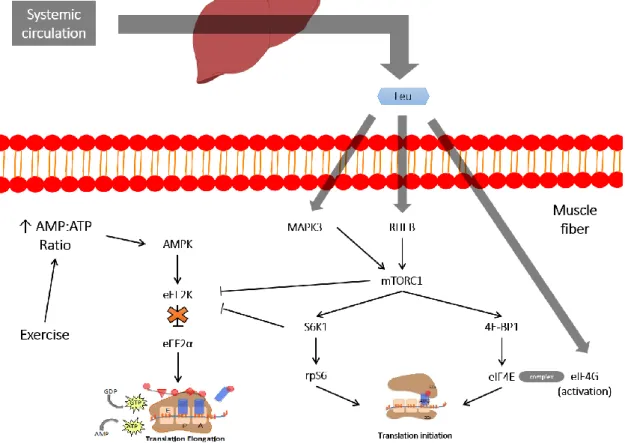 Figure 3. Leucine pathways that may influence MPS (65, 66). 