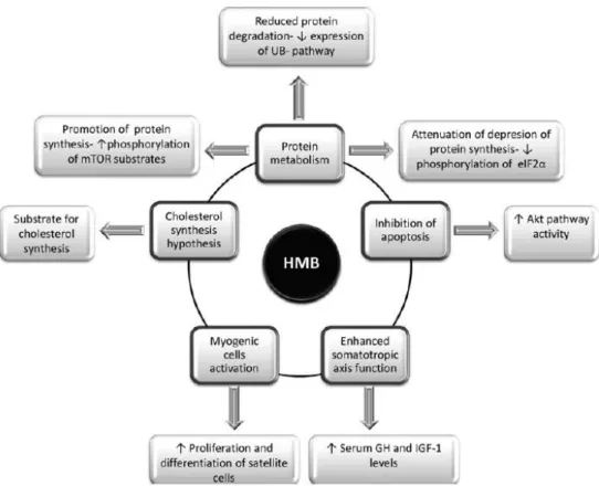 Figure 7. Proposed mechanisms of action for HMB adapted from (166). 