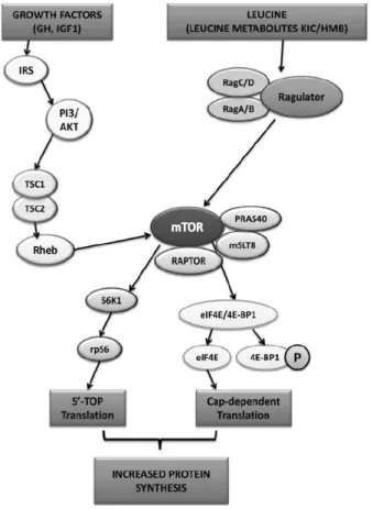 Figure 8. Possible mechanisms regarding HMB and increased protein synthesis adapted from (166) 