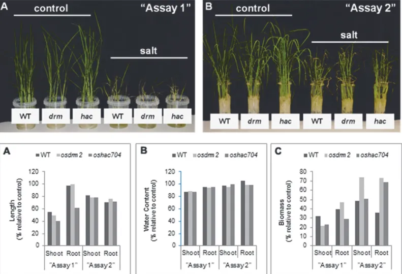 Fig 6. Phenotypic evaluation of epigenetic rice mutants under salt stress. The assays “ 1 ” and “ 2 ” (A and B, respectively) refer to the application of salt stress at distinct developmental stages for different time periods