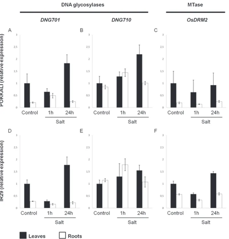 Fig 3. DNA demethylases ( DNG701 and DNG710 ) and DNA methyltransferase ( OsDRM2 ) expression studies