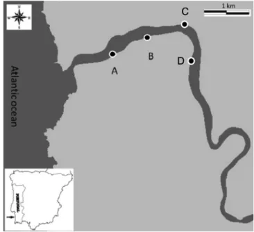 Fig. 1. Mira estuary location and sampled Zostera noltii beds sites.