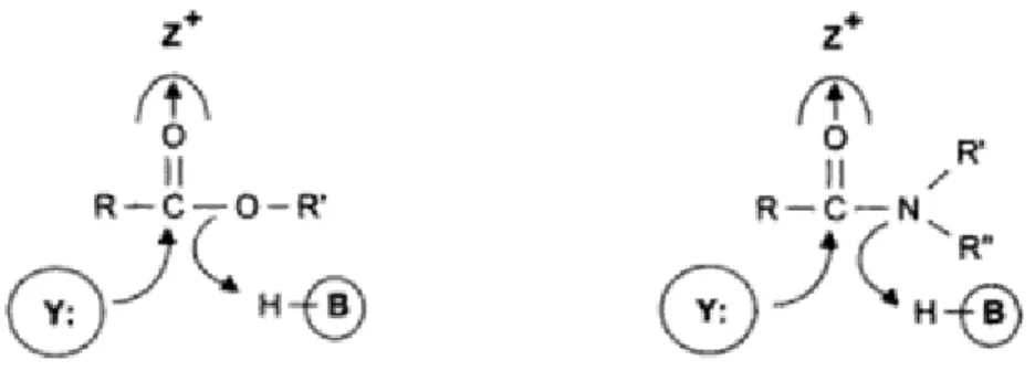 Figure 1. 4 - Catalytic groups of hydrolases involved in ester and amide bond hydrolysis 54 