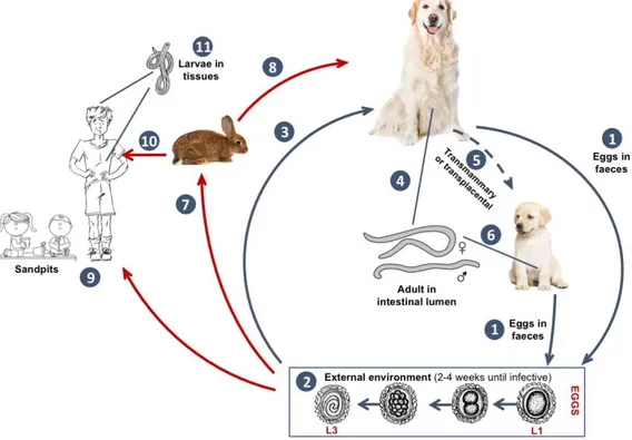 Figure  4  Toxocara  canis  life  cycle  (original  illustration  adapted  from  https://www.cdc.gov/parasites/toxocariasis/biology.html accessed on 10/05/17.) 