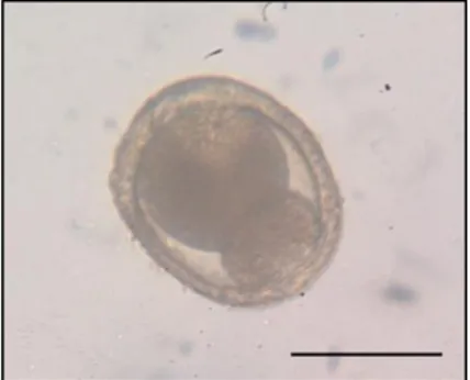 Figure 5 Dividing Toxocara spp. egg, found in cat faeces (original). Scale bar 50μm. 