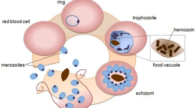 Figure  2:  Plasmodium  falciparum  blood  stage  cycle  representation.  Merozoite  invades  an  erythrocyte  and  develops  into  an  early  trophozoite,  the  ring  form