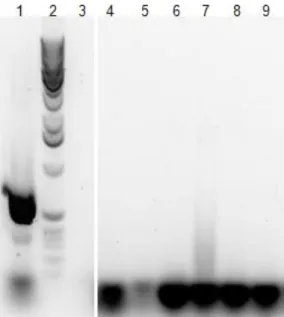 Figure 10: Agarose gel after electrophoresis of polymerase chain reaction (PCR) products of a  Mycoplasma  DNA  sequence  amplification  to  assess  hemozoin  and  hemozoin-like  crystals  (HLC)  samples  for  contamination  with  Mycoplasma