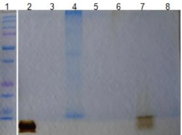 Figure 13:  HLC crystallization inhibition assay in  a 96-wells plate. In HLC seeded blood  extract- extract-based  broth  with  0  to  1000  µM  of  gentamicin,  ampicillin  or  chloroquine,  a  dark  precipitate  is  easily  visible  with the naked eye  
