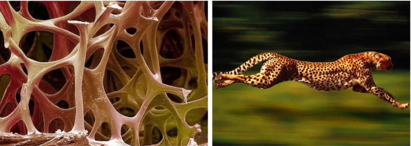 Figure 33 : Designer’s choices for “nature” theme: inner ear structure and cheetah running 