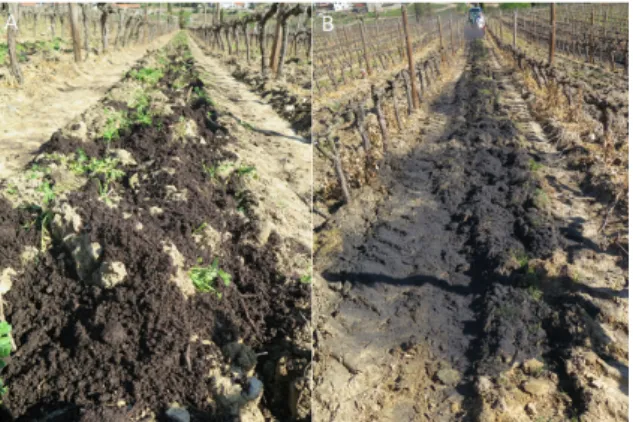 Figure 8. Application of soil amendments in a Douro Demarcated  Region vineyard: compost made up of winery wastes (A) and 