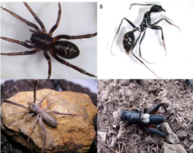 Figure 1. Arthropods endemic of the Iberian Peninsula, collected  in the Douro Demarcated Region: Castianeira badia (Araneae: 