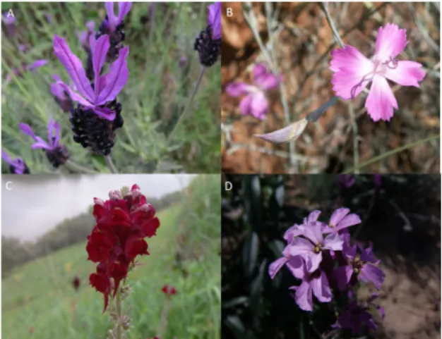 Figure 5. Examples of hedgerows installed in the Douro  Demarcated Region: between plots of vineyards (A) or along 