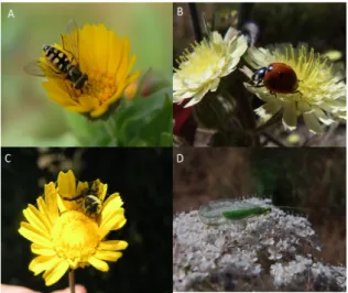 Figure 7. Predators frequently found in vineyard ecosystems; 