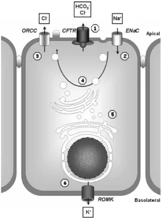 Figure  I.4  Overview  of  CFTR  functions  and  interactions.  CFTR  functions  as  a  regulator  of  other  ion  channels  and  affects  numerous  cellular  processes:  1)  Cl -   channel  function,  which  facilitates the release of Cl - , HCO 3