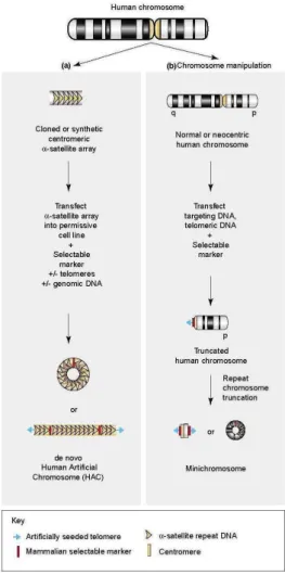 Figure I.6 Strategies for the construction of HACs. (a) The “bottom up” or de novo approach  involves  the  transfection  of  deproteinated  α-satellite  DNA  arrays  and  a  selectable  marker  gene, with or without telomeric DNA and human genomic DNA, in