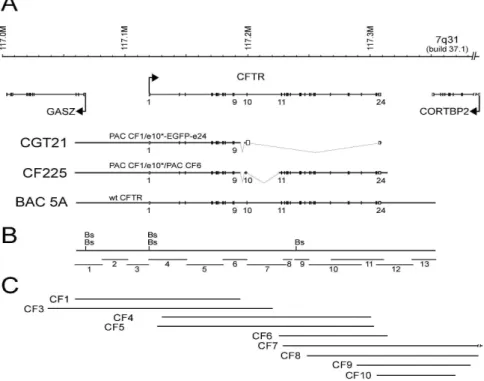 Figure II.1 Schematic of the CFTR locus, constructs and resource clones drawn to scale