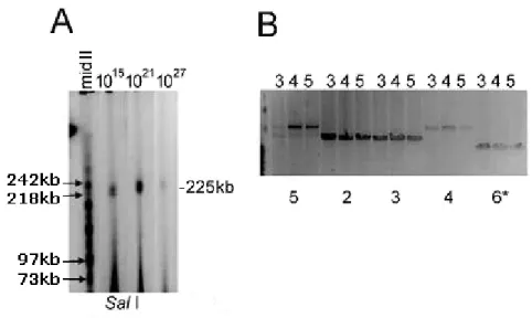 Figure  II.2  Stability  analysis  of  the  CFTR  locus  cloned  in  PACs  using  size  mapping  of  restriction  fragments  and  LR-PCR  reactions  on  pulsed  field  gels  (ethidium  bromide  stained)