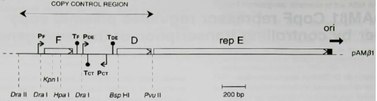 Figure 5 - Replicon pAMβ1 [37] 