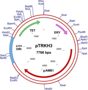 Figure 7 – Physical map of plasmid pTRKH3 and some restriction sites [46] 