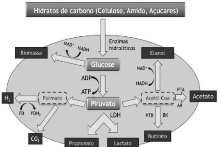 Fig. 2.4 - Representação esquemática da via metabólica de degradação de hidratos de carbono, por  dark fermentation (Adaptado de Cai et al., 2011)