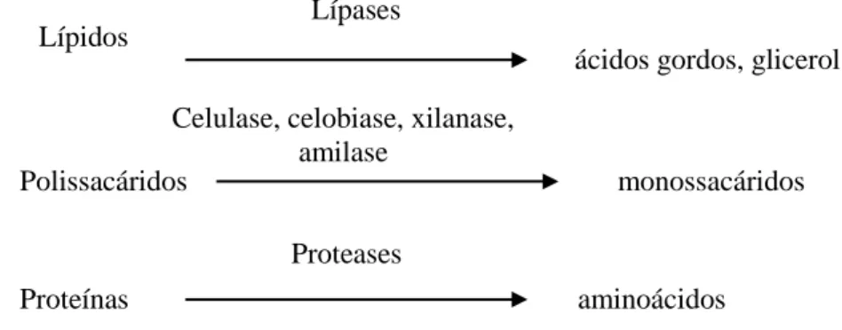 Figura 7: Grupos de enzimas que atuam sobre a matéria orgânica e conversões. 