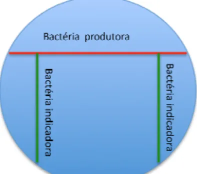 Figura 1: Ilustração do padrão de inoculação  produtora e a verde as bactérias indicadoras).