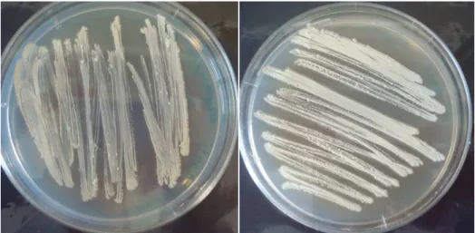 Figura 3: Crescimento bacteriano (Streptomyces sp.) em baixa concentração da fonte de carbono (maltose a 0,04% 