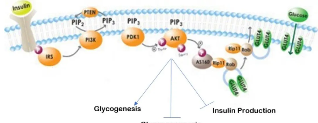 Figure 2 - Insulin pathway.  