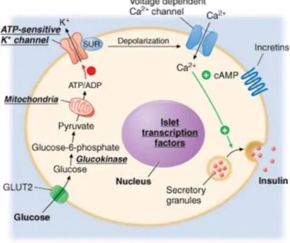 Figure 3 – Sulfonylurea-dependent insulin release.  