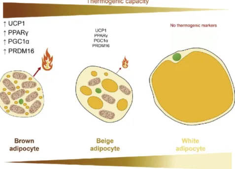 Figure 5 – Adipose tissue and its variety of phenotypes.  