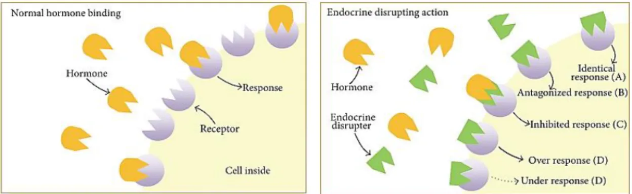 Figura  2  -  Mecanismos  de  ação  dos  EDCs.  (A)  Efeito  agonista;  (B)  Efeito  antagonista;  (C)  Alteração  do padrão de síntese e metabolismo; (D) Modificação na expressão  dos recetores  hormonais