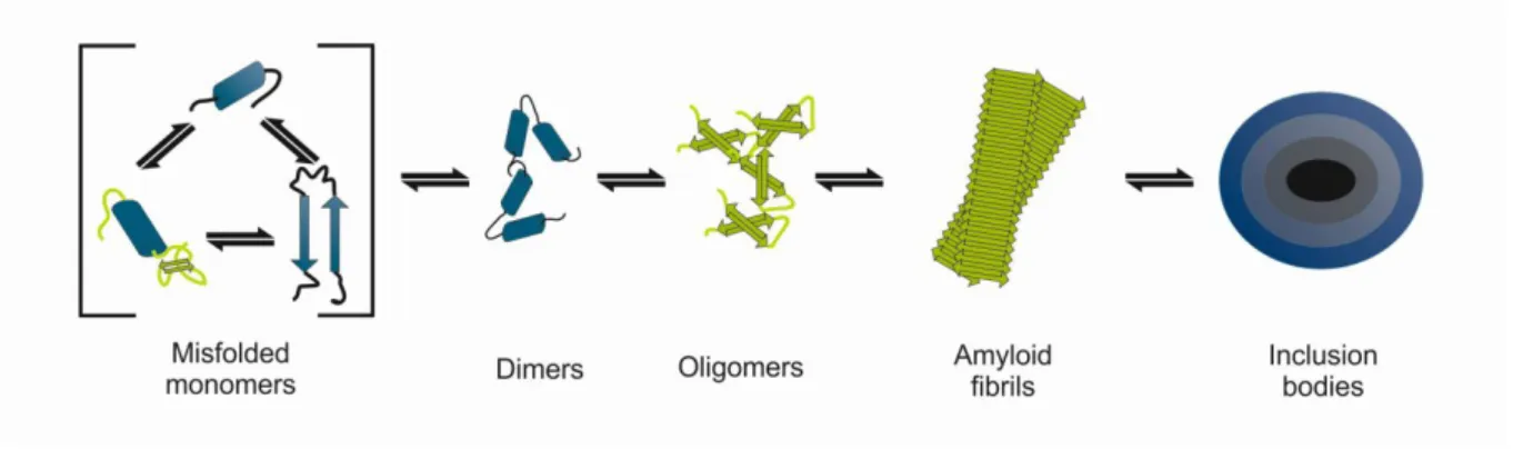 Figure  1.2  Scheme  of  aSyn  oligomerization  pathway.  aSyn  monomers  may  misfolded  and  aggregate  into  dimers  and  oligomers,  ultimately  being  sequestered  in  proteinaceous inclusion bodies