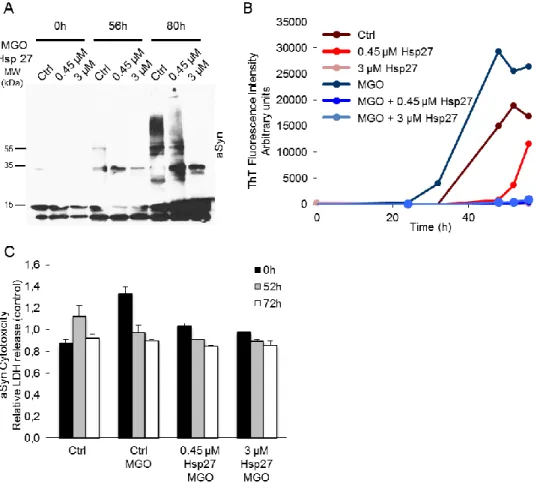 Figure  3.6  MGO  induces  and  Hsp27  reverses  aSyn  fibrillization.  A.  Anti-aSyn  Western-blotting  of  12%  SDS-PAGE