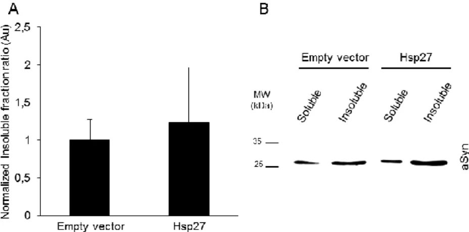 Figure  3.9  Hsp27  reduces  aSyn  aggregates  in  a  H4  cell  PD  model.  Normalized  percentage of cells with aggregates