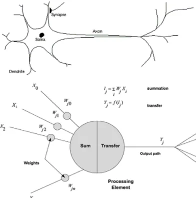 Figure 4.1 – ANNs versus biological neural networks. 